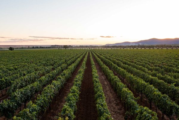 Vineyard